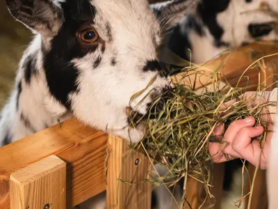 Baumschlagerberg_Stall-0015