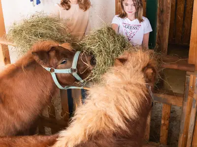 Baumschlagerberg_Stall-0013