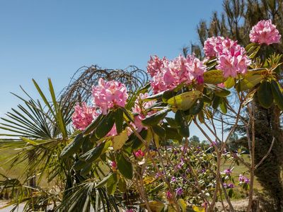 der subtropische Garten