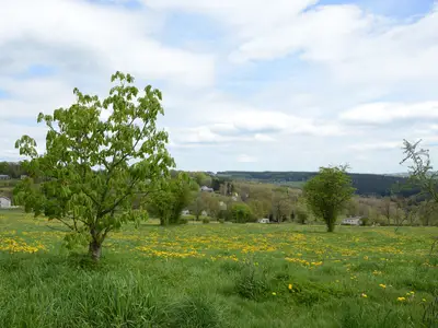 ViewSummer