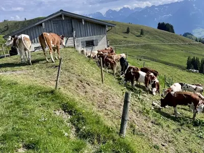 Ferienhaus für 10 Personen (160 m²) in Walchsee 3/10