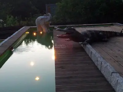 Kroko will schwimmen