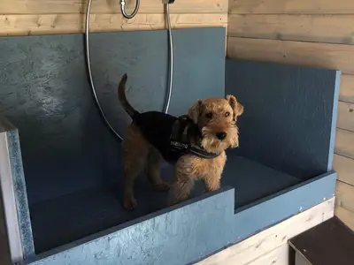 Hundedusche mit Warmwasser Hundedusche mit Warmwasser