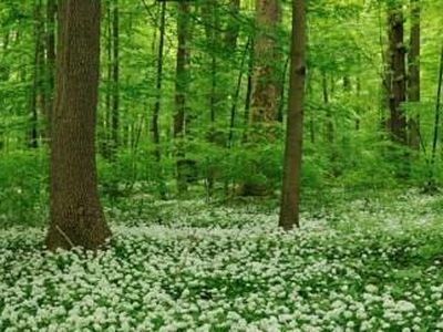 Frühling im Nationalpark Hainich