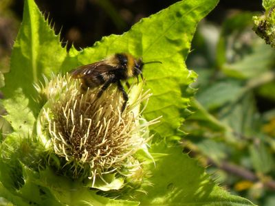 Das Grillnhäusl liegt inmitten der Natur