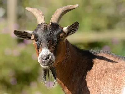 Ferienhaus für 5 Personen (36 m²) in Weiler-Simmerberg 9/9