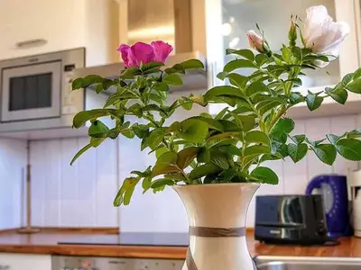 Ferienhaus für 6 Personen (90 m²) in Wendisch Rietz 4/10