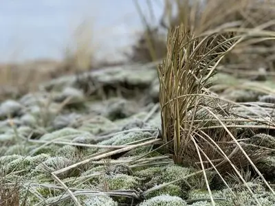 Ferienhaus für 2 Personen (33 m²) in Wenningstedt 9/10