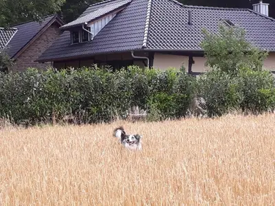 Ferienhaus für 12 Personen (160 m²) in Werlte 9/10