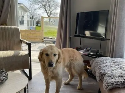 Ferienhaus für 4 Personen (40 m²) in Westerland (Nordholland) 8/10