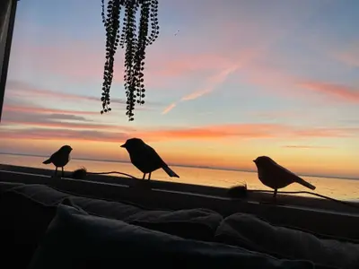 Ferienhaus für 4 Personen (40 m²) in Westerland (Nordholland) 3/10