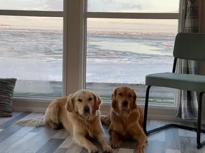 Ferienhaus für 4 Personen (40 m²) in Westerland (Nordholland) 1/10