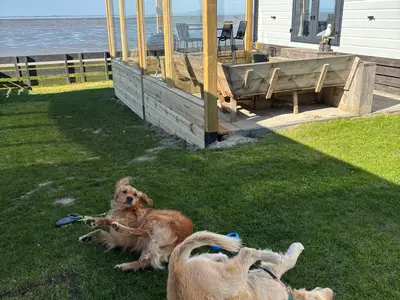 Ferienhaus für 4 Personen (40 m²) in Westerland (Nordholland) 9/10