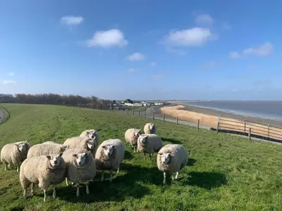 Ferienhaus für 5 Personen (40 m²) in Westerland (Nordholland) 9/10