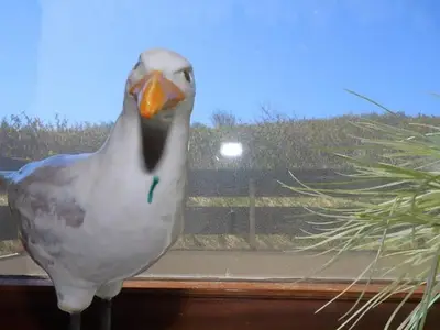 Ferienhaus für 2 Personen (42 m²) in Sylt-Ost 2/10