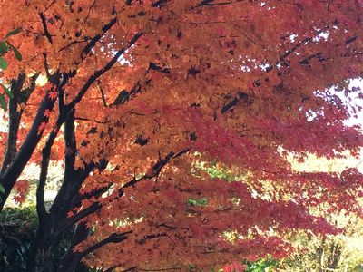 Baum Herbst