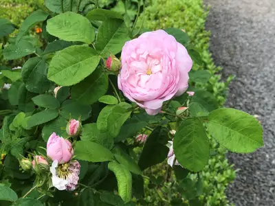 Rose
