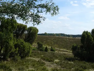 AreaSummer1KM