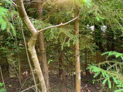 Garten. Komplett umzäuntes Grundstück mit angrenzenden Bach