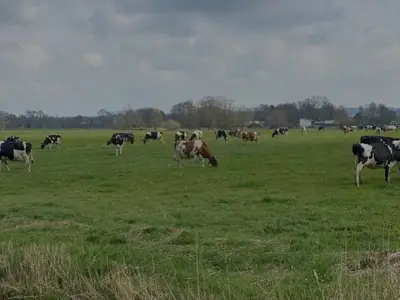 Ferienhaus für 6 Personen (130 m²) in Wingst 6/10