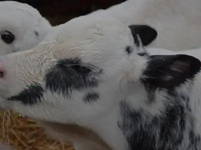 Ferienhaus für 6 Personen (130 m²) in Wingst 7/10