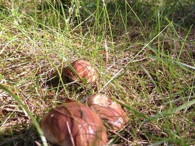 Pilze im Garten