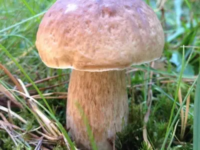 Pilze im Garten