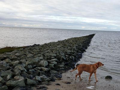 Hund Strand