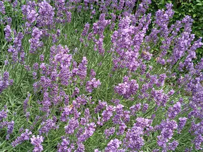 Ferienhaus für 4 Personen (40 m²) in Wutha-Farnroda 2/10