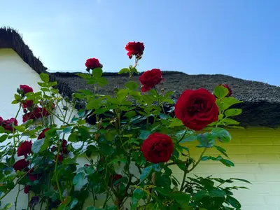 Ferienhaus für 3 Personen (85 m²) in Boldixum 10/10