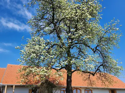 Ferienhaus für 4 Personen (80 m²) in Zalalövő 1/10