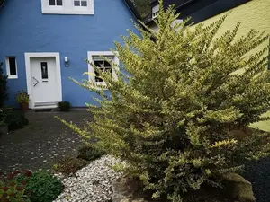 Ferienhaus für 3 Personen (50 m²) in Zeltingen-Rachtig