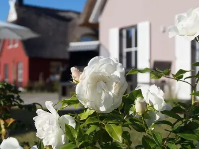 Ferienhaus für 6 Personen (97 m²) in Zierow 3/10