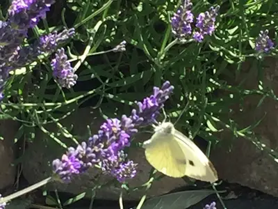 Ferienhaus für 4 Personen (102 m²) in Zierow 7/10