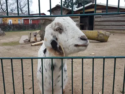 Ferienhaus für 4 Personen (54 m²) in Zierow 10/10
