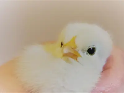 Küken