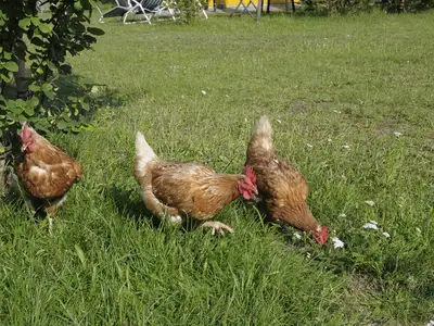 Ferienwohnung für 2 Personen in Absberg 5/10