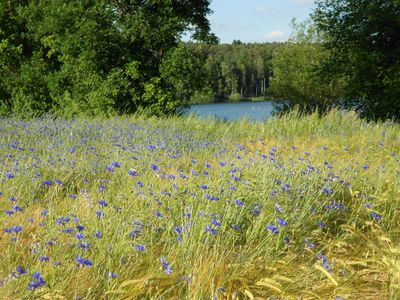 Getreidefeld mit Kornblumen am Igelsbachsee