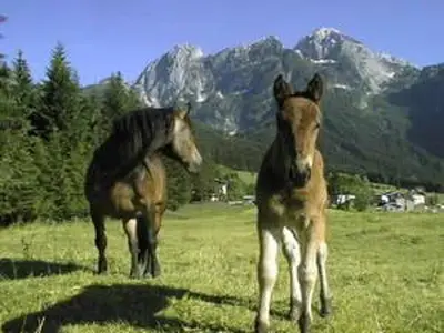 Pferd mit Fohlen