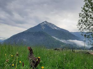 23388451-Ferienwohnung-5-Achenkirch-300x225-5