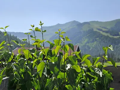 Ferienwohnung für 4 Personen (37 m²) in Achenkirch 10/10