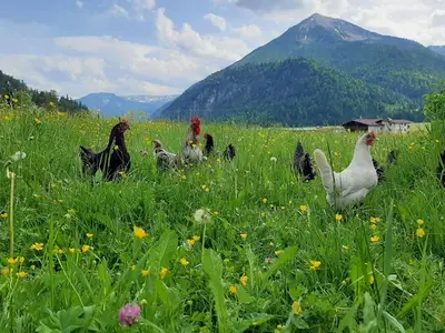 Ferienwohnung für 4 Personen (120 m²) in Achenkirch 9/10