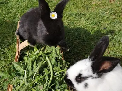 Ferienwohnung für 6 Personen (75 m²) in Achenkirch 6/10