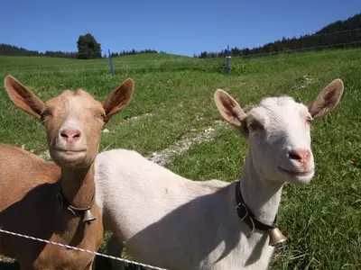 Ferienwohnung für 6 Personen (75 m²) in Achenkirch 8/10