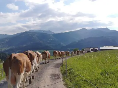 Ferienwohnung für 6 Personen (75 m²) in Achenkirch 9/10