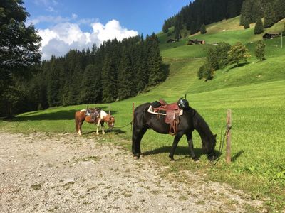 Unterwegs mit den Pony