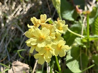 Schlüsselblume