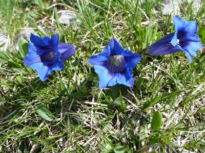 Alpenblumen