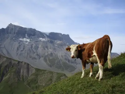 Alpzeit