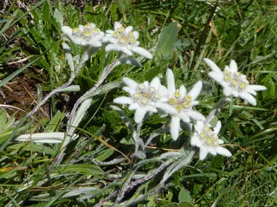 Alpenblumen